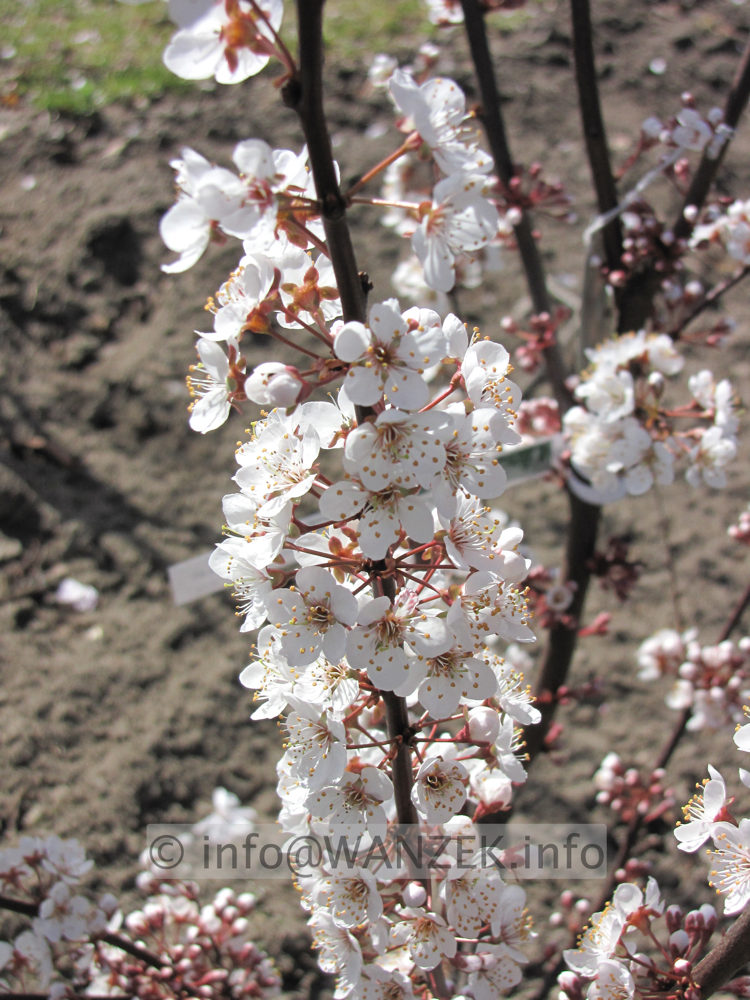 Prunus cerasifera Trailblazer 01 Blueten.JPG